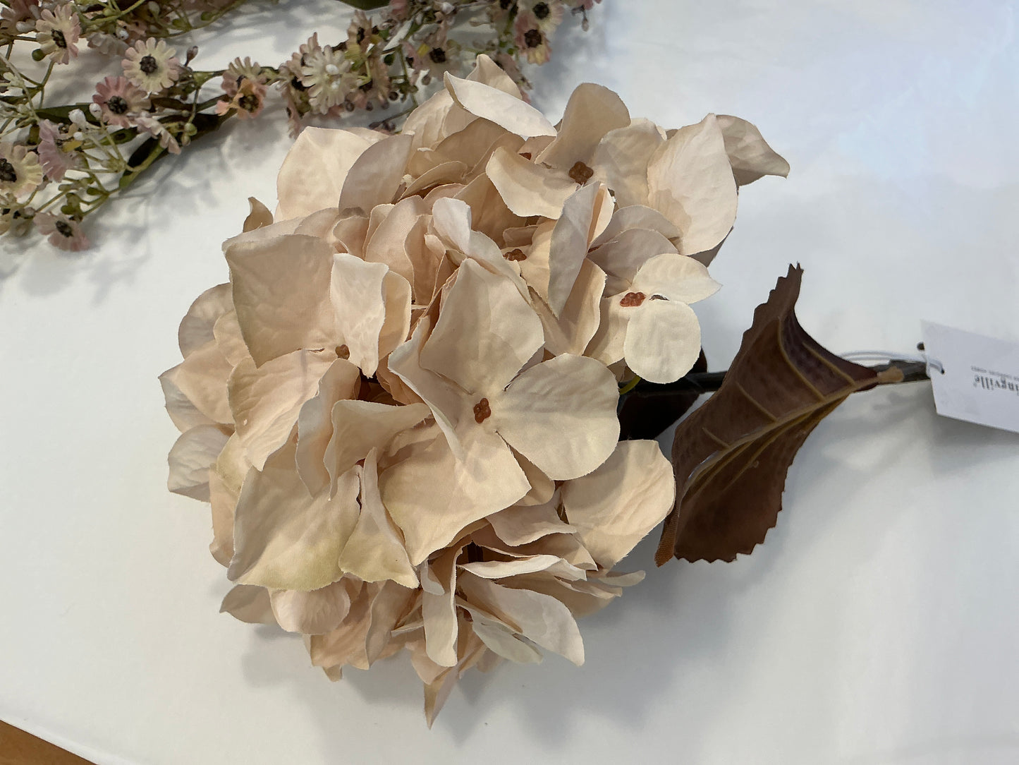 Hydrangea beige